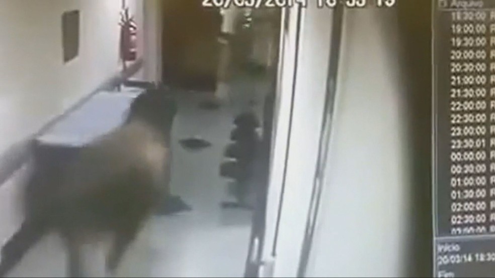 Cavalos são flagrados dentro de hospital e surpreendem funcionários e pacientes