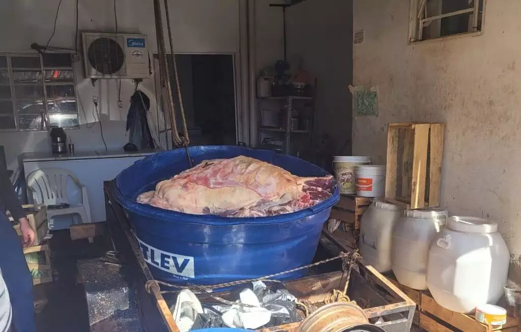 Abate clandestino de animais doentes abastecia açougue em MS Abate clandestino de animais doentes abastecia açougue em MS