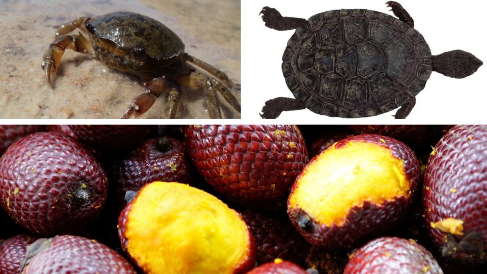 Caçador encontrado após se perder em floresta no AM sobreviveu mais de 50 dias comendo fruto amazônico