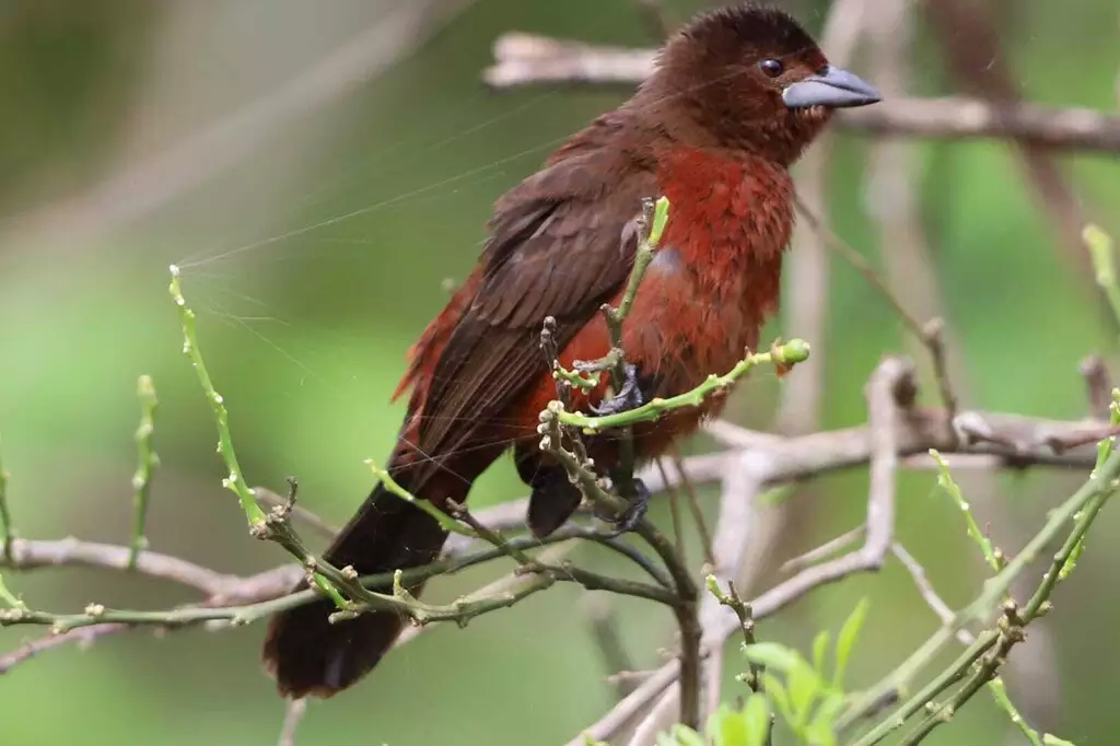 Em bate e volta dá para ver maior fogueira do país em Jateí e observar pássaros Em bate e volta dá para ver maior fogueira do país em Jateí e observar pássaros