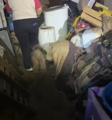 Dourados: Sete cães em situação de abandono são encontrados dentro de casa no Canaã 3 Dourados: Sete cães em situação de abandono são encontrados dentro de casa no Canaã 3