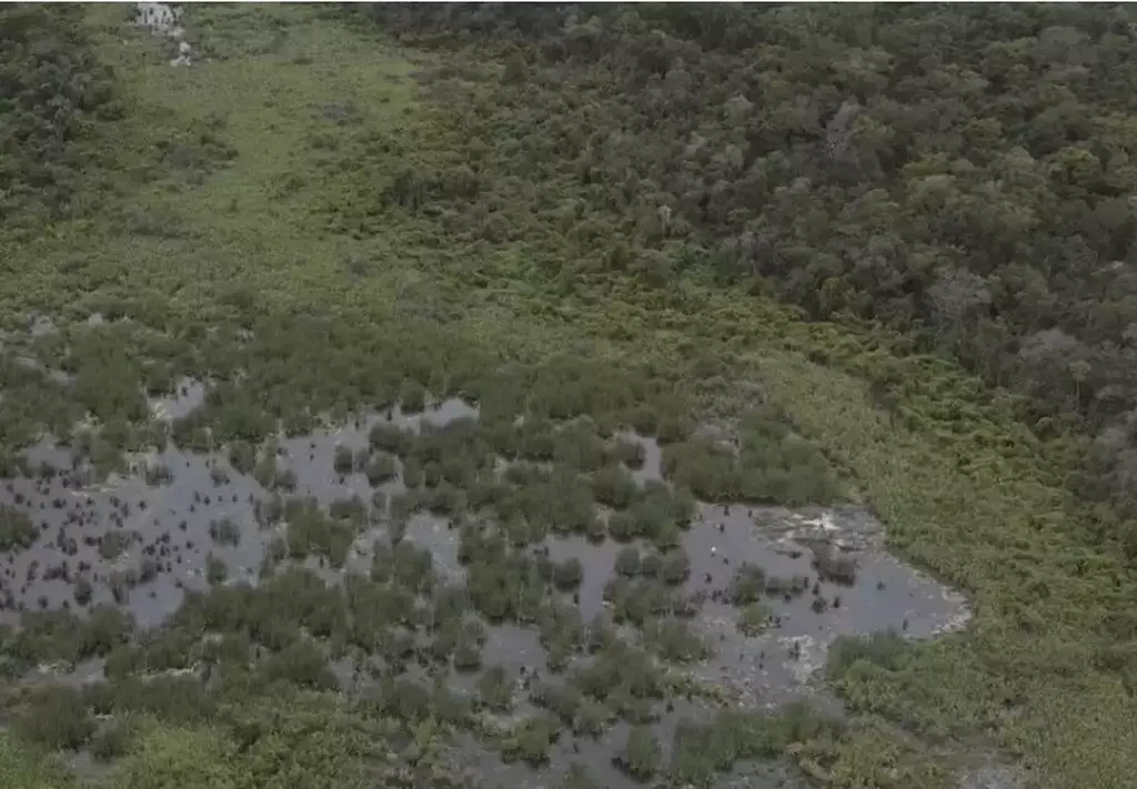 Boom da celulose atrai estrangeiros e eleva preço da terra em até 62,7% em MS Boom da celulose atrai estrangeiros e eleva preço da terra em até 62,7% em MS