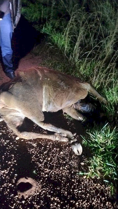 Médico, enfermeiro e motorista de Ivinhema saem ilesos após ambulância colidir com bezerra Médico, enfermeiro e motorista de Ivinhema saem ilesos após ambulância colidir com bezerra