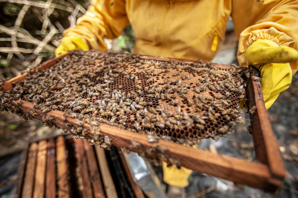Tarifaço deixa mais de 2 mil toneladas de mel paradas no Brasil Tarifaço deixa mais de 2 mil toneladas de mel paradas no Brasil