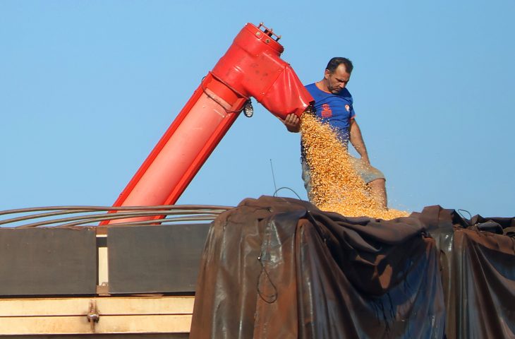 Colheita-milho-Foto-Alvaro-Rezende-730x480-1