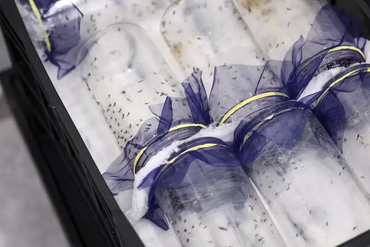 Brasília ganha biofábrica de mosquitos com tecnologia contra a dengue Brasília ganha biofábrica de mosquitos com tecnologia contra a dengue