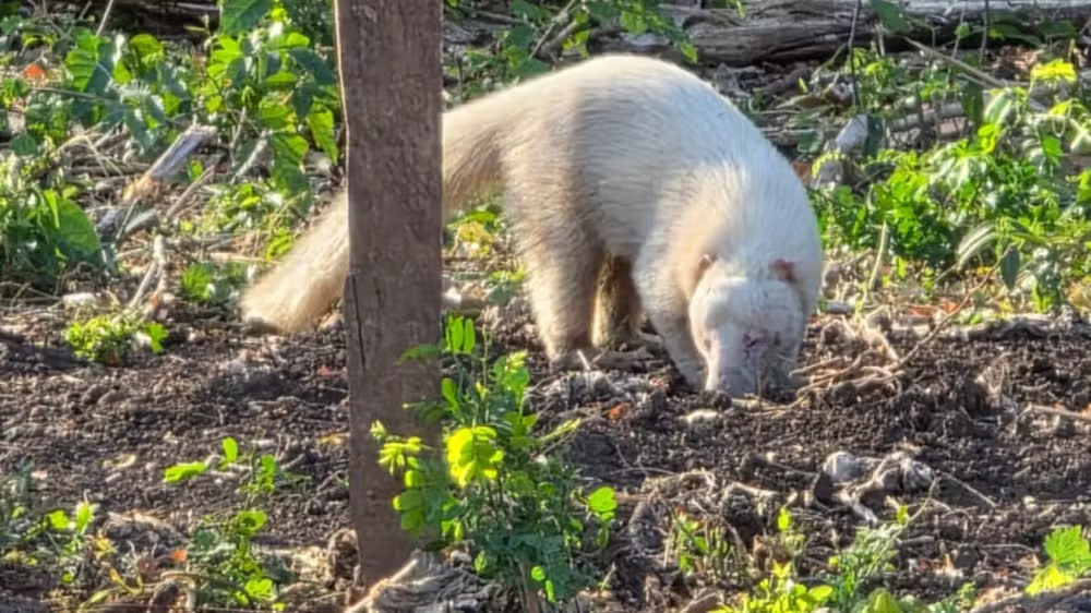 Em rara aparição, quati albino surge em assentamento de Corumbá Em rara aparição, quati albino surge em assentamento de Corumbá