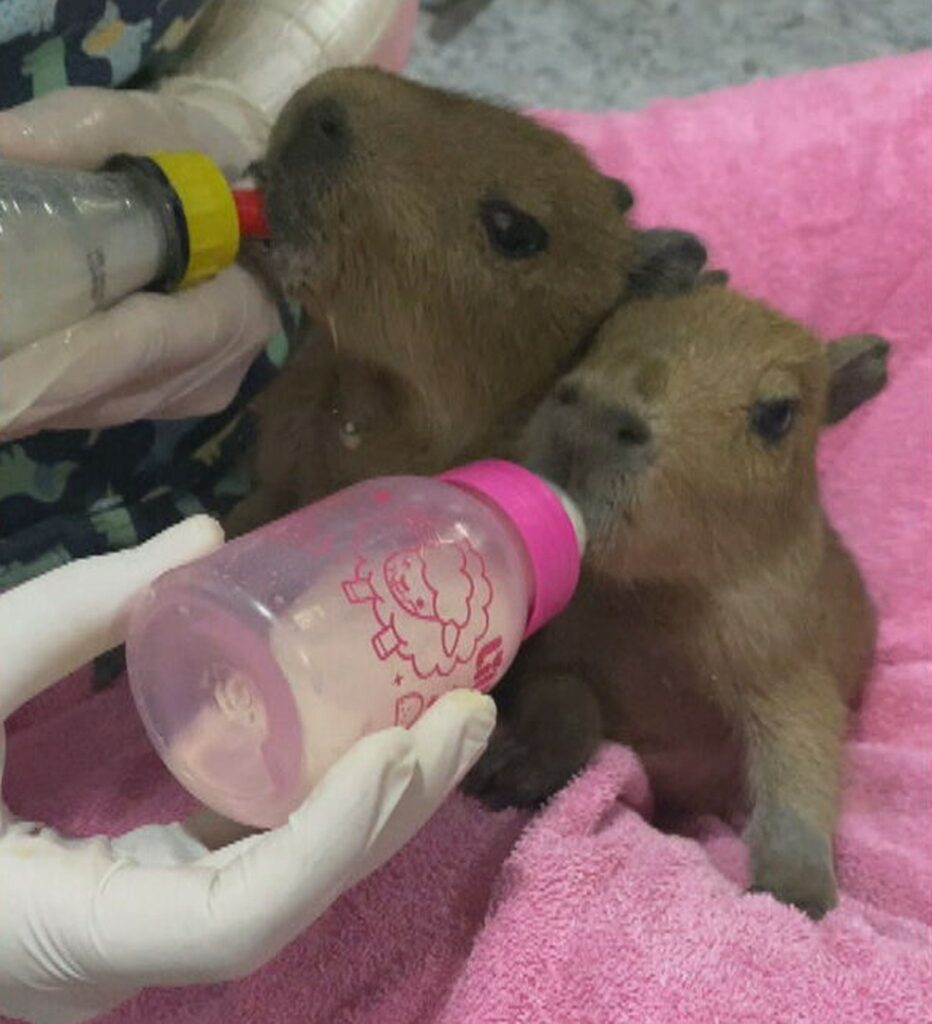Filhotes de capivara são resgatados e recebem leite na mamadeira no Rio