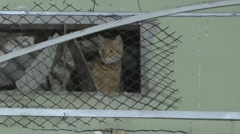 Cão é retirado de escombros mais de 35 horas após explosão em Olinda Cão é retirado de escombros mais de 35 horas após explosão em Olinda