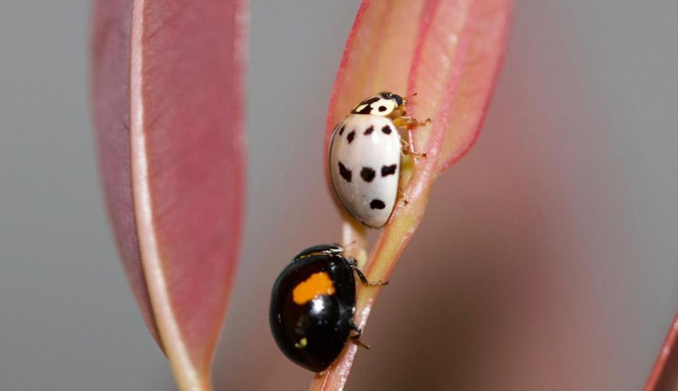 De joaninhas a microvespas, mais de 153,8 milhões de insetos auxiliam na proteção natural de florestas da Suzano em MS