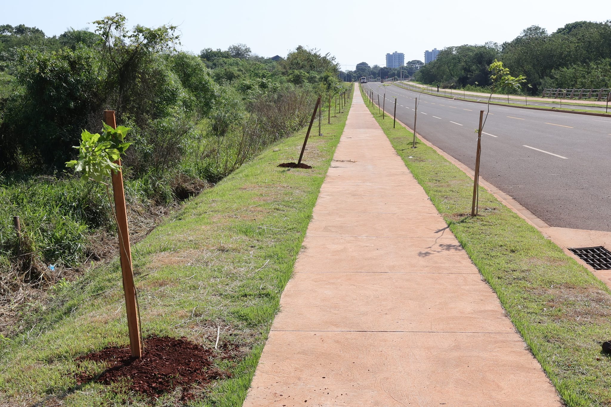 No Dia da Árvore, prefeito planta muda na Avenida dos Ipês, que também recebe espécies frutíferas No Dia da Árvore, prefeito planta muda na Avenida dos Ipês, que também recebe espécies frutíferas