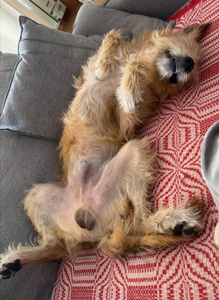 Seu cachorro pode morrer de calor; veja os sinais que exigem socorro Seu cachorro pode morrer de calor; veja os sinais que exigem socorro