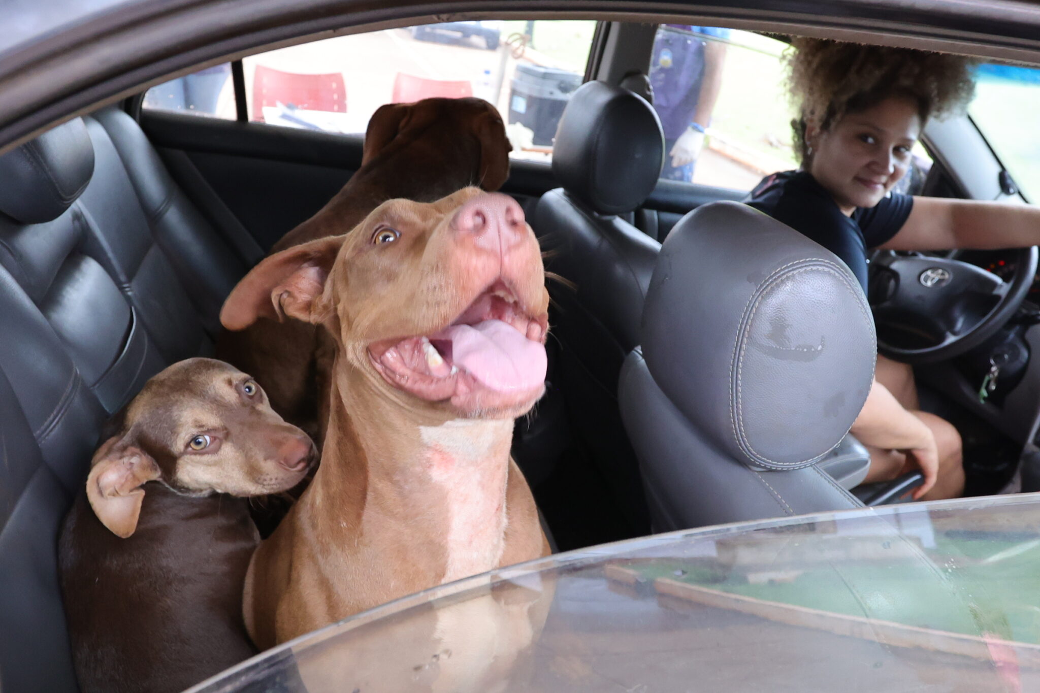 Prefeitura imuniza mais de 1,5 mil animais em drive-thru de vacinação antirrábica Prefeitura imuniza mais de 1,5 mil animais em drive-thru de vacinação antirrábica