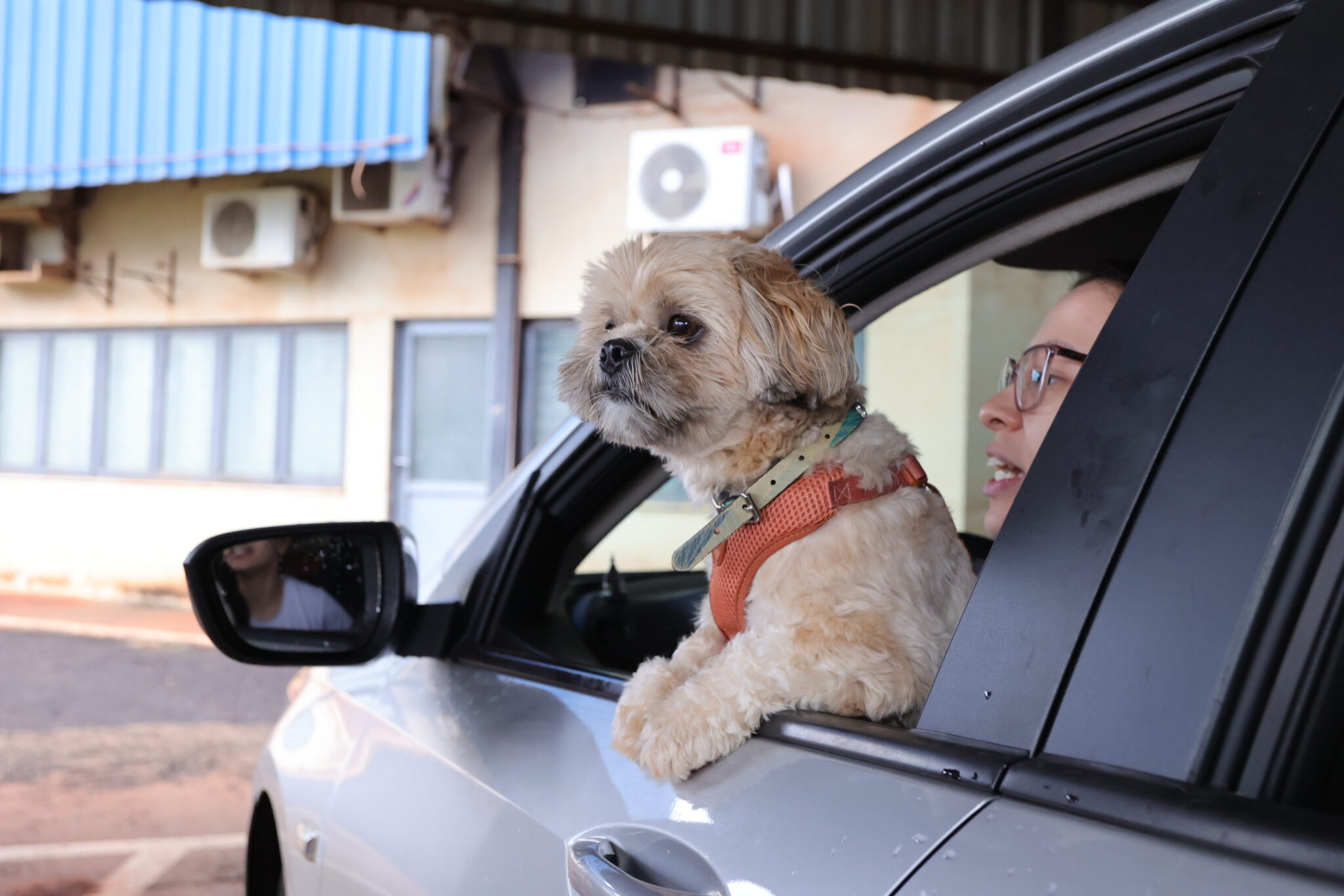 Prefeitura imuniza mais de 1,5 mil animais em drive-thru de vacinação antirrábica Prefeitura imuniza mais de 1,5 mil animais em drive-thru de vacinação antirrábica