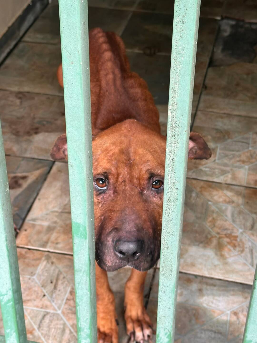 Cadelas são encontradas em situação extrema de maus-tratos e homem acaba preso Cadelas são encontradas em situação extrema de maus-tratos e homem acaba preso