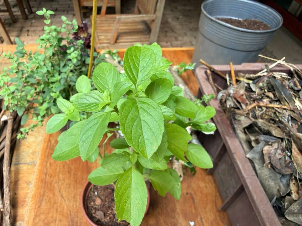 Sem quintal? Caixote vira horta portátil com temperos fresquinhos Sem quintal? Caixote vira horta portátil com temperos fresquinhos