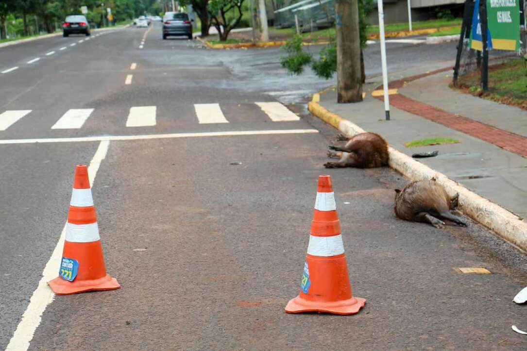 “É frequente”: três capivaras são atropeladas na Avenida Afonso Pena