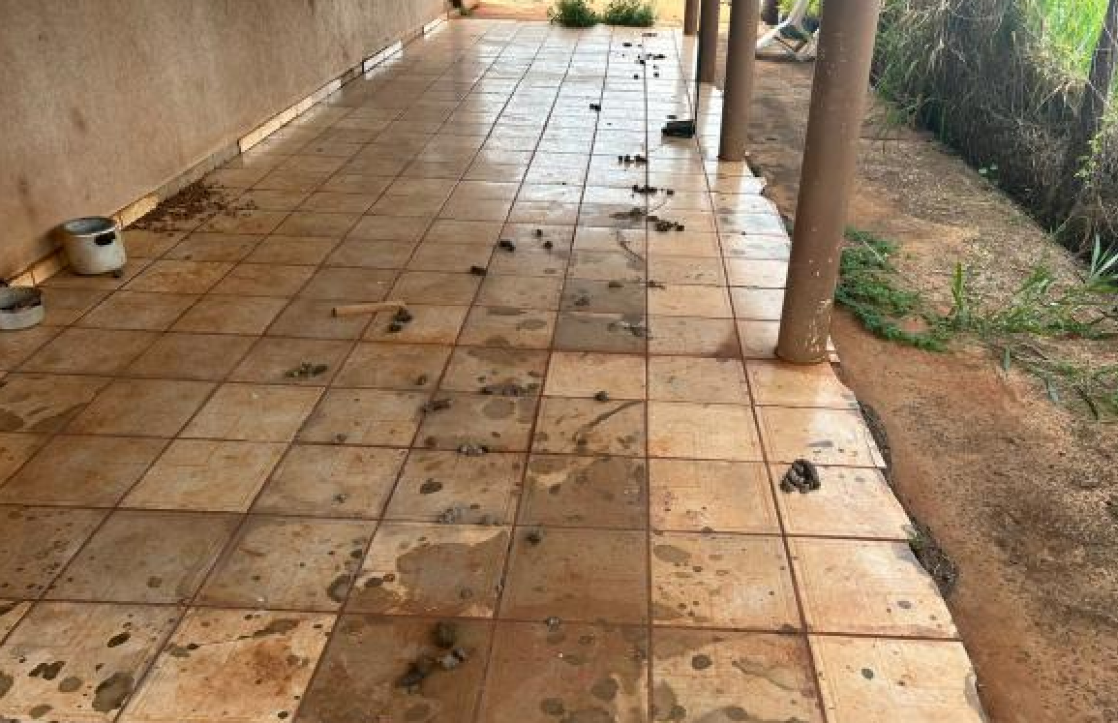 Cão com feridas e sinais de desnutrição é resgatado em quintal sujo