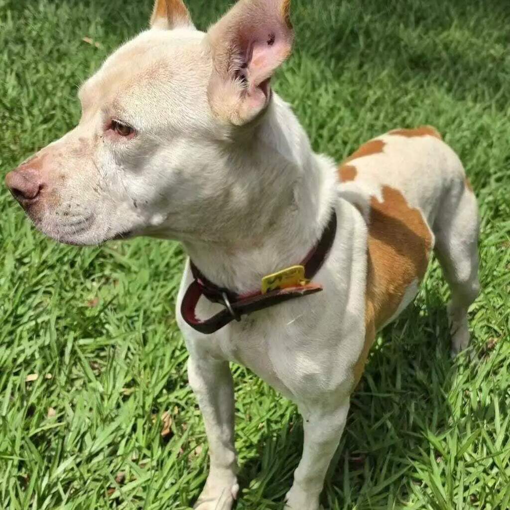 Pit bull aguarda tutor e vira-lata busca novo lar após resgate no CCZ Pit bull aguarda tutor e vira-lata busca novo lar após resgate no CCZ