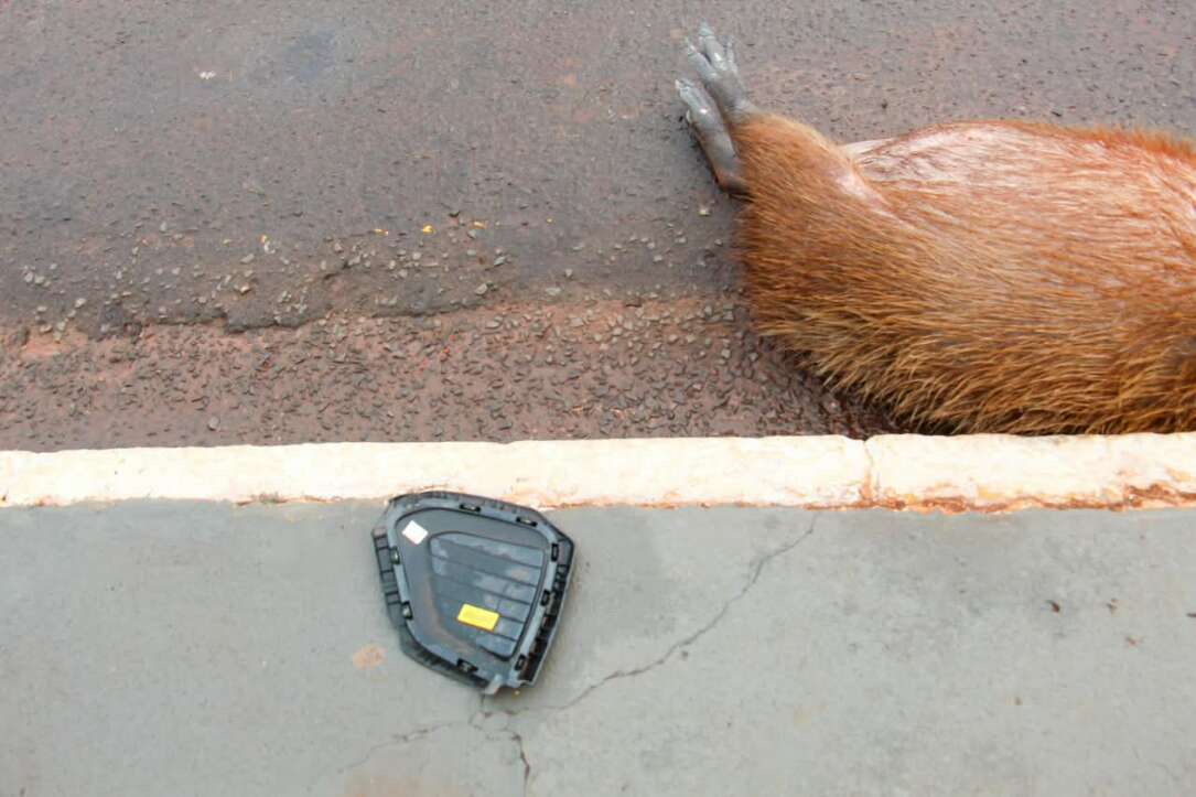 “É frequente”: três capivaras são atropeladas na Avenida Afonso Pena