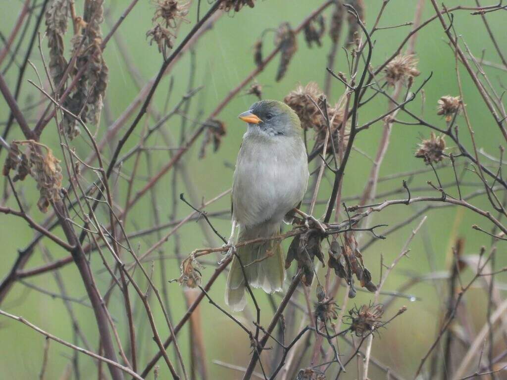 Parque de MS fica em 2º no País em número de espécies de aves registradas