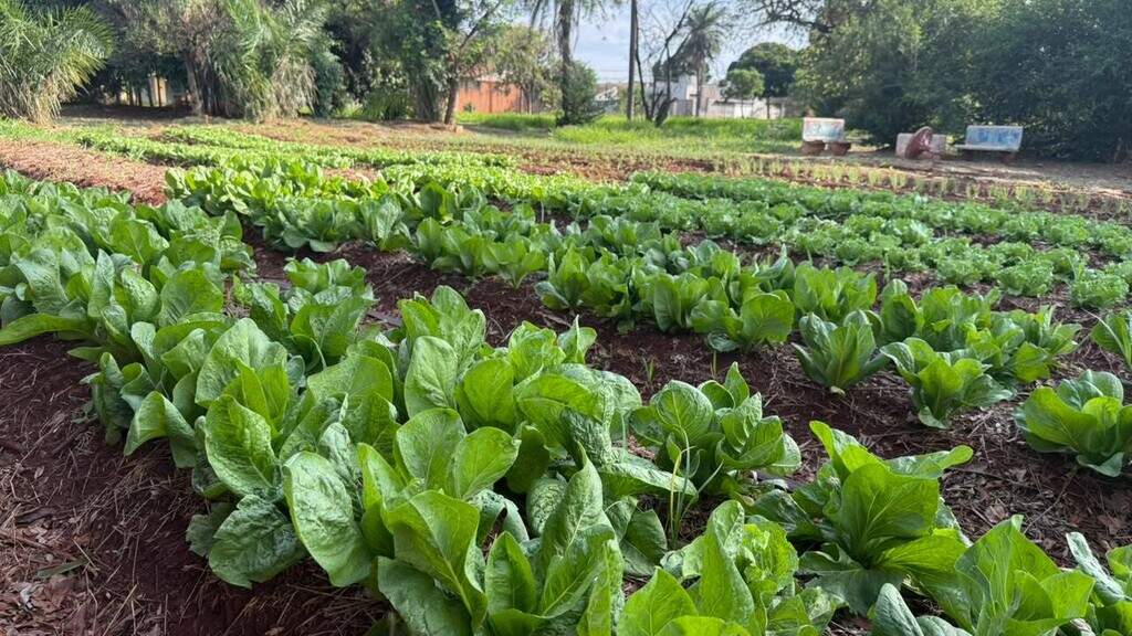 Da terra ao prato, horta quilombola faz florescer histórias e tradições Da terra ao prato, horta quilombola faz florescer histórias e tradições