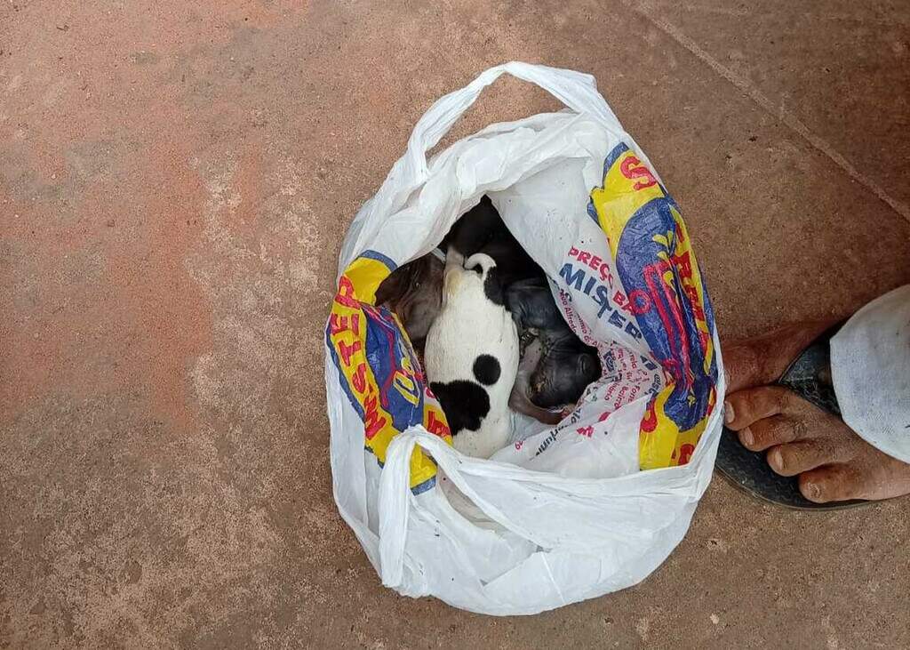 Filhotes vivos e mortos são jogados em sacolas nos fundos de igreja no Nova Lima Filhotes vivos e mortos são jogados em sacolas nos fundos de igreja no Nova Lima