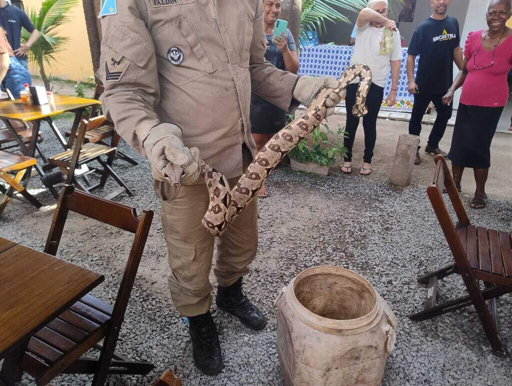 Chamou os bombeiros? Pode ser cobra, quati, aranha ou até onça Chamou os bombeiros? Pode ser cobra, quati, aranha ou até onça