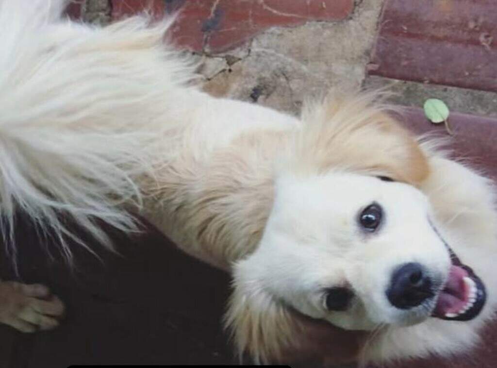 Ataque de três cães termina com morte de cachorro de 12 anos no Jóquei Clube
