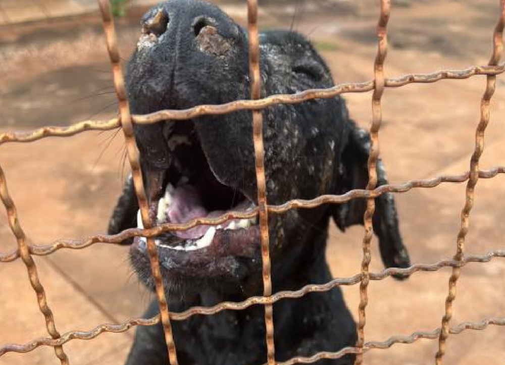 Cão com feridas e sinais de desnutrição é resgatado em quintal sujo