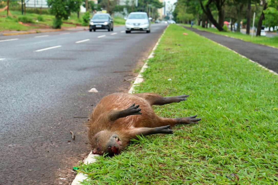 “É frequente”: três capivaras são atropeladas na Avenida Afonso Pena