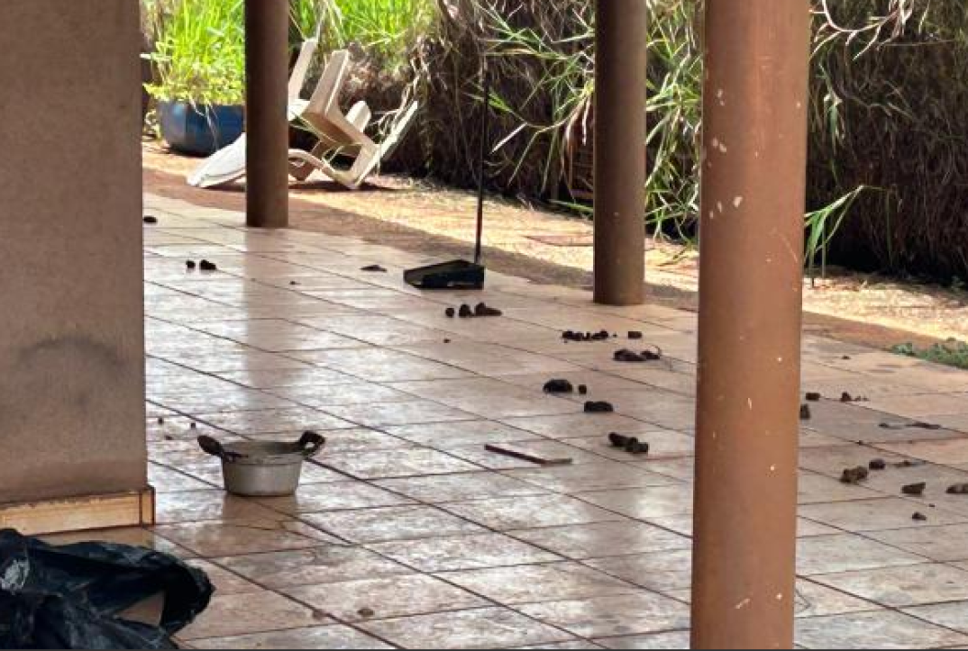 Cão com feridas e sinais de desnutrição é resgatado em quintal sujo
