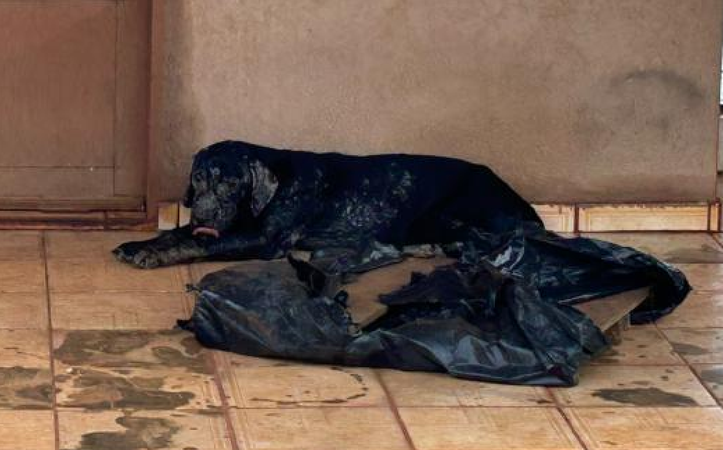 Cão com feridas e sinais de desnutrição é resgatado em quintal sujo