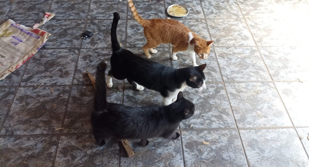 Denúncia leva ao resgate de 17 animais abandonados sem comida e água