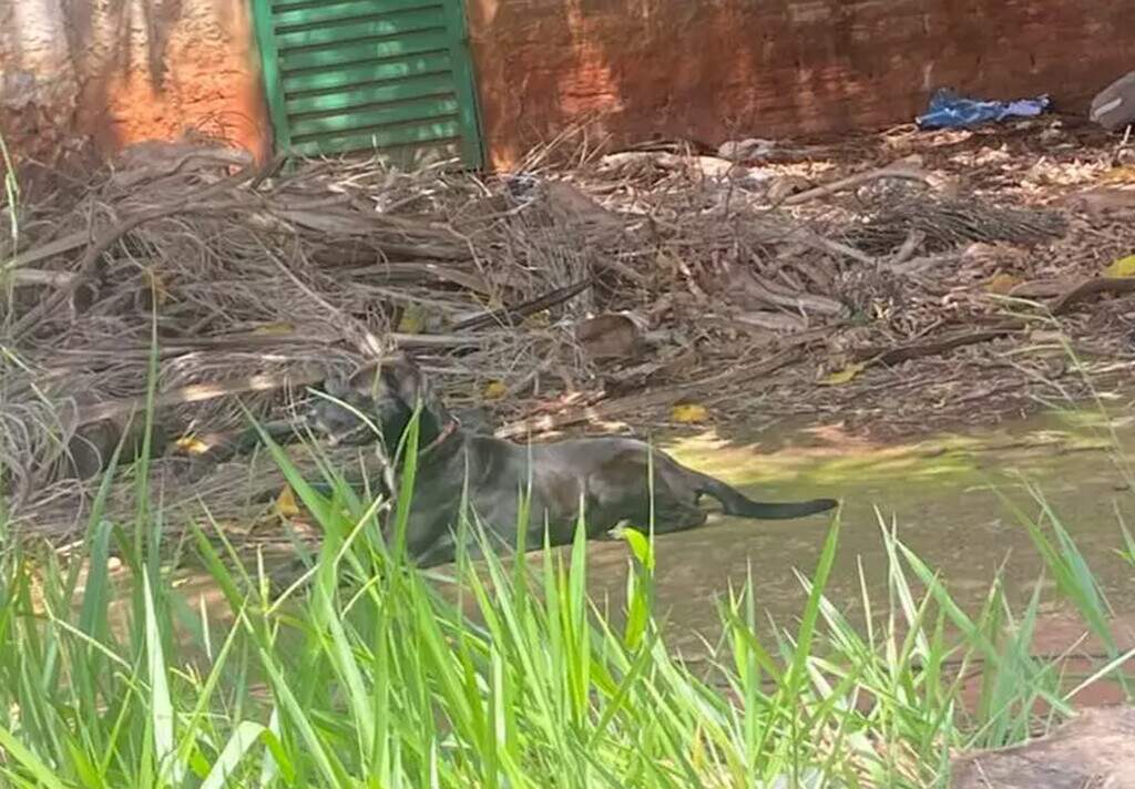 Ataque de três cães termina com morte de cachorro de 12 anos no Jóquei Clube