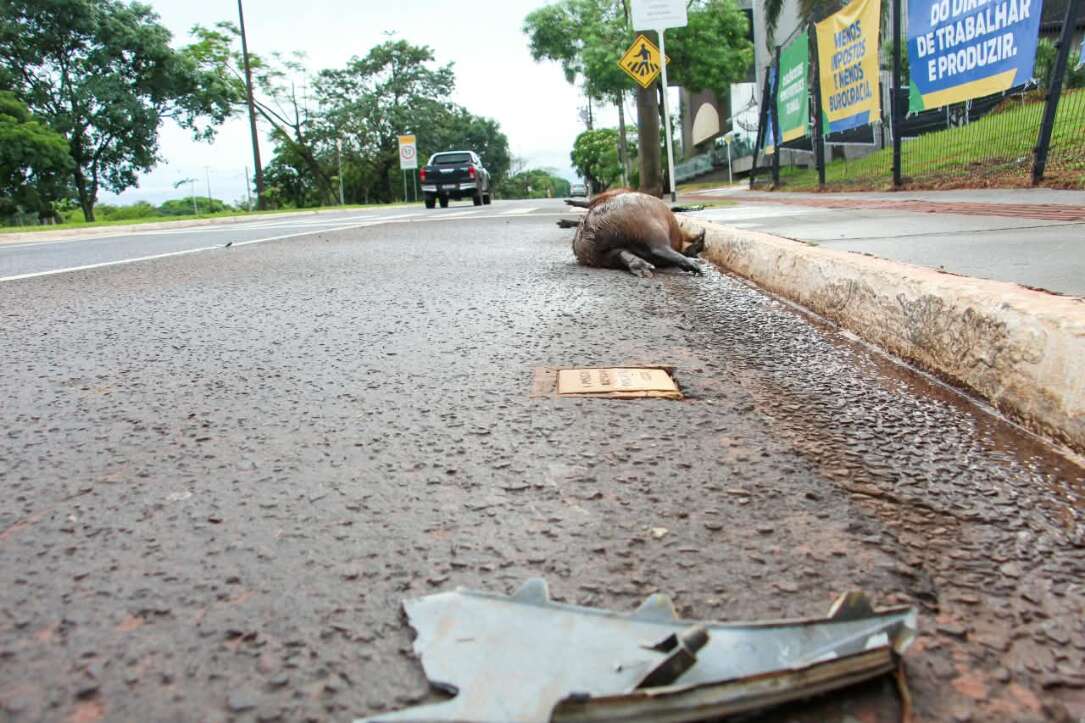 “É frequente”: três capivaras são atropeladas na Avenida Afonso Pena