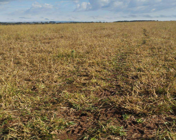 MP investiga fazenda por tanques de peixes e silos em área de Mata Atlântica