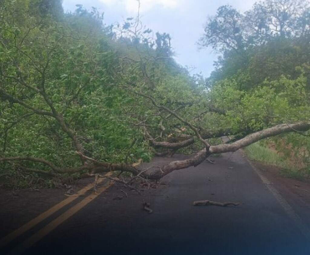 Árvores caídas durante temporais bloqueiam estradas no interior de MS
