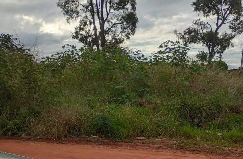 Mato alto e lixo agravam infestação de ratos no Serraville Mato alto e lixo agravam infestação de ratos no Serraville