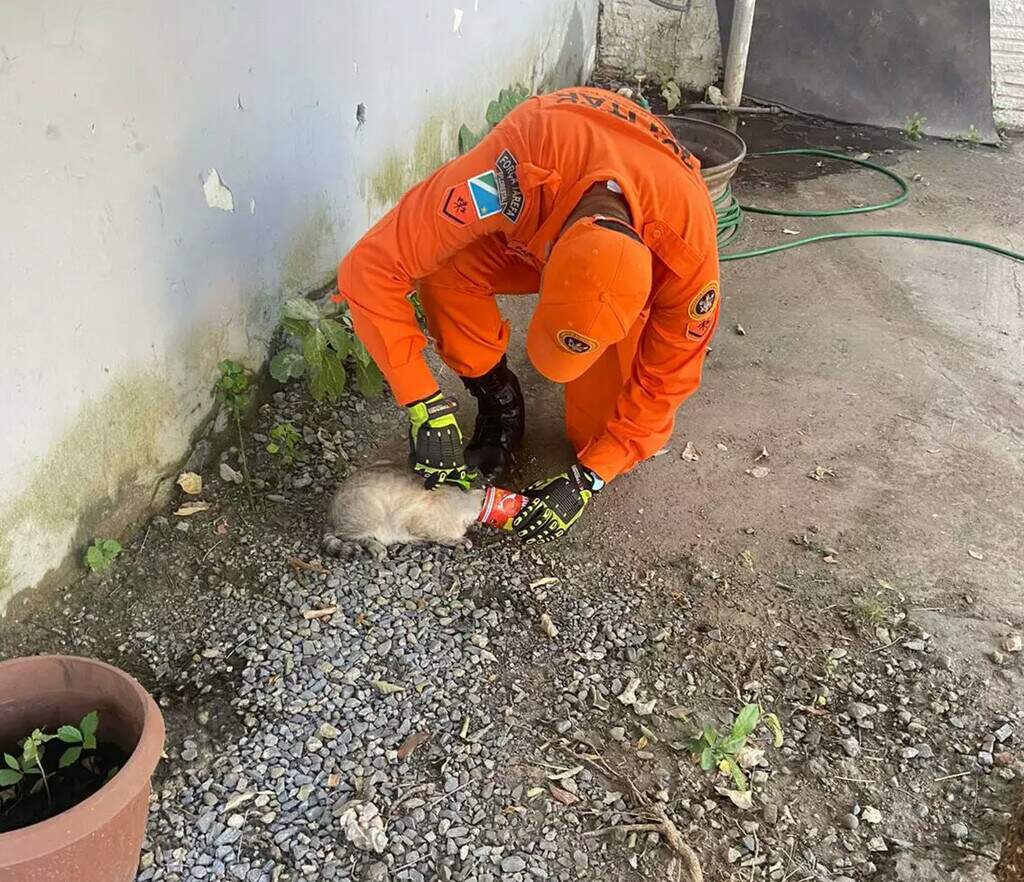 Chamou os bombeiros? Pode ser cobra, quati, aranha ou até onça Chamou os bombeiros? Pode ser cobra, quati, aranha ou até onça
