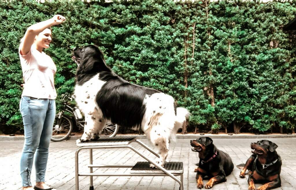 Briga entre cães: sinais de alerta e cuidados que hotéis e creches devem ter Briga entre cães: sinais de alerta e cuidados que hotéis e creches devem ter