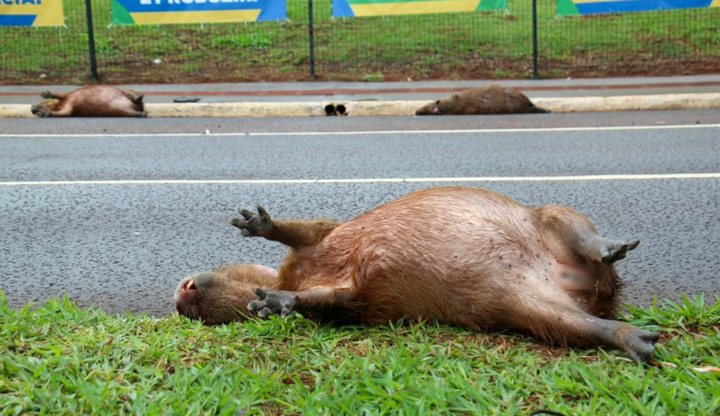 “É frequente”: três capivaras são atropeladas na Avenida Afonso Pena