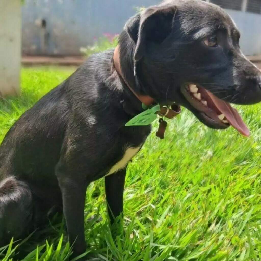 Pit bull aguarda tutor e vira-lata busca novo lar após resgate no CCZ Pit bull aguarda tutor e vira-lata busca novo lar após resgate no CCZ