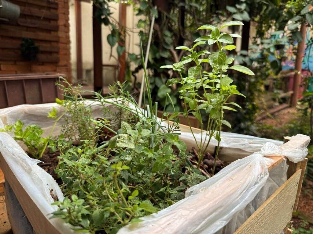 Sem quintal? Caixote vira horta portátil com temperos fresquinhos Sem quintal? Caixote vira horta portátil com temperos fresquinhos