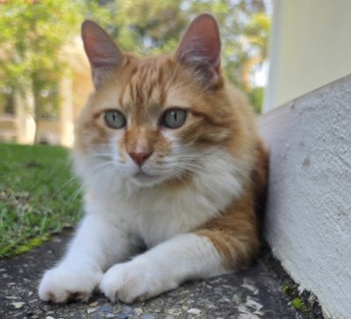Castrar ou não castrar o gato? O que a ciência já sabe sobre os benefícios e riscos da castração em felinos? Castrar ou não castrar o gato? O que a ciência já sabe sobre os benefícios e riscos da castração em felinos?