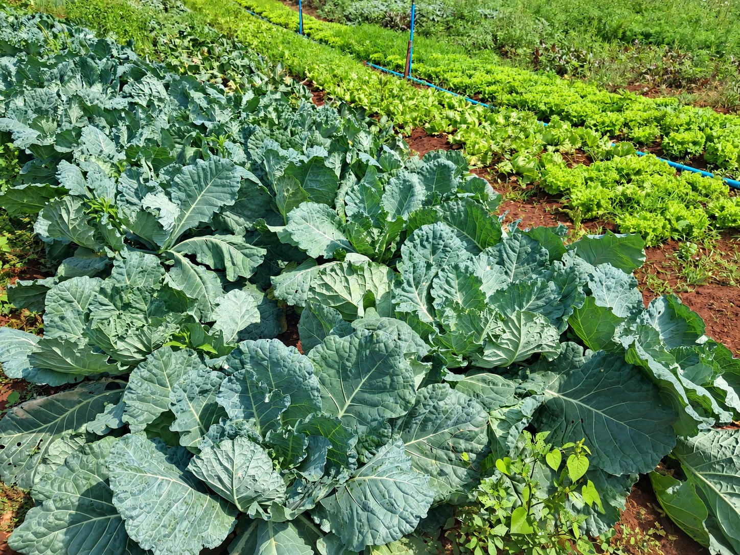 Prefeitura faz história com 1º PAA Indígena Municipal para 33 agricultores Prefeitura faz história com 1º PAA Indígena Municipal para 33 agricultores