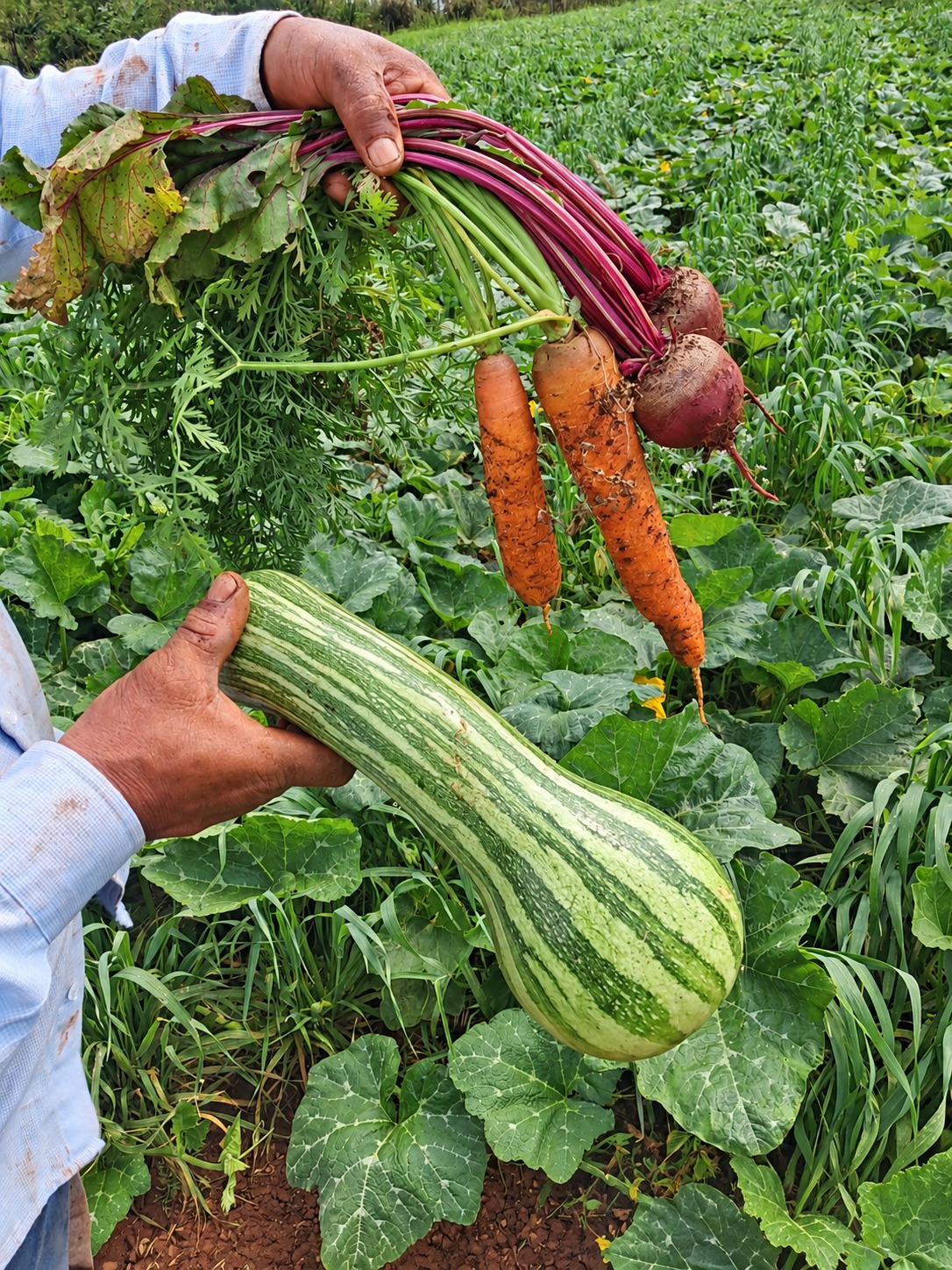 Prefeitura faz história com 1º PAA Indígena Municipal para 33 agricultores Prefeitura faz história com 1º PAA Indígena Municipal para 33 agricultores