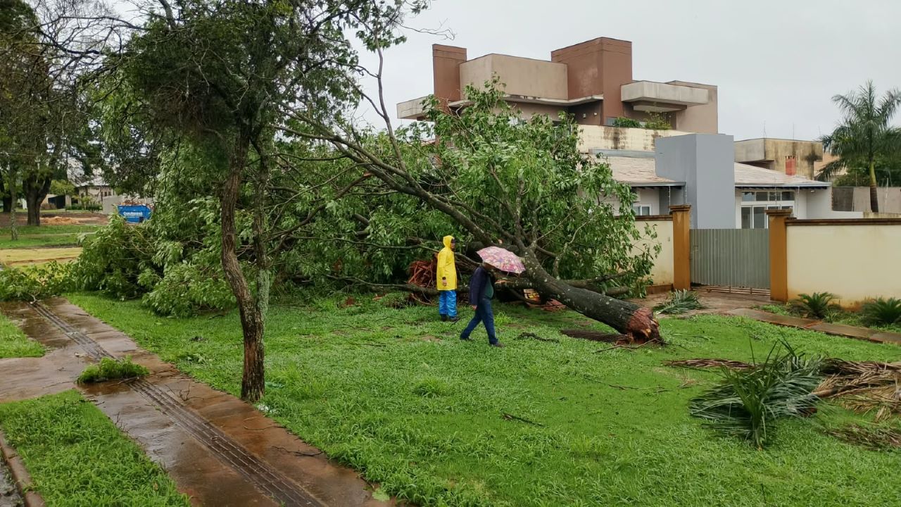 Prefeitura remove árvores após chuva superar metade da média mensal em Dourados