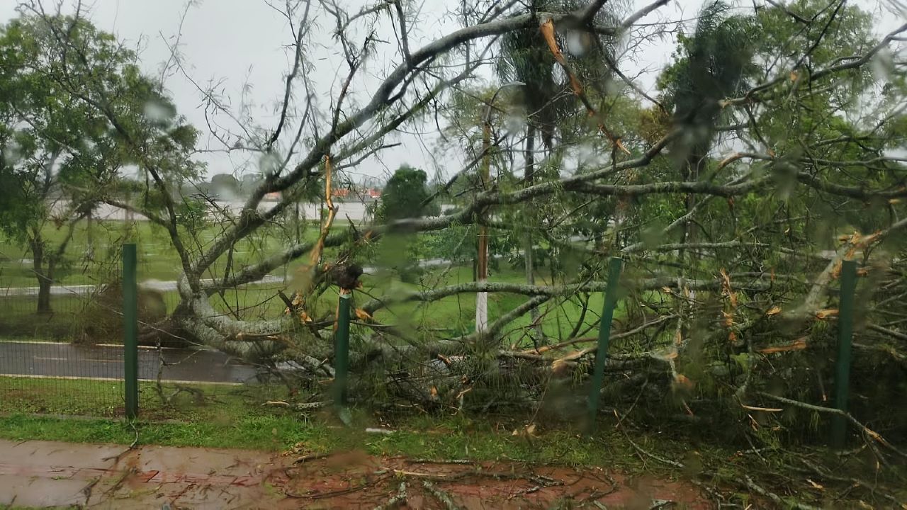 Prefeitura remove árvores após chuva superar metade da média mensal em Dourados
