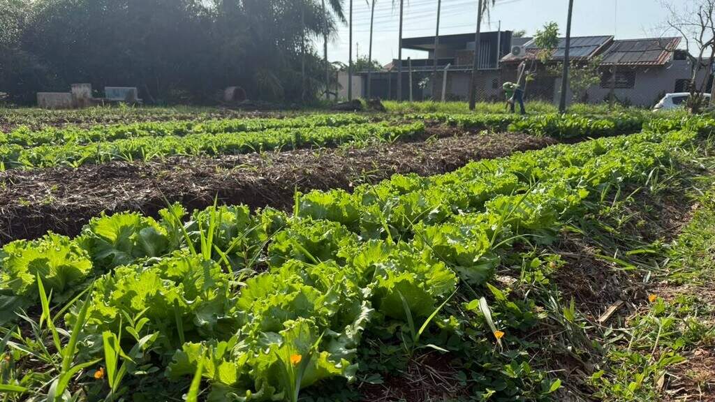 Da terra ao prato, horta quilombola faz florescer histórias e tradições Da terra ao prato, horta quilombola faz florescer histórias e tradições